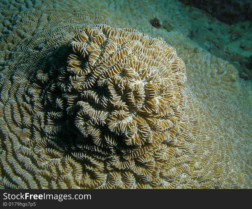 This Brain coral has a unique design on top. This  image was taken in Pompano Beach, Florida.