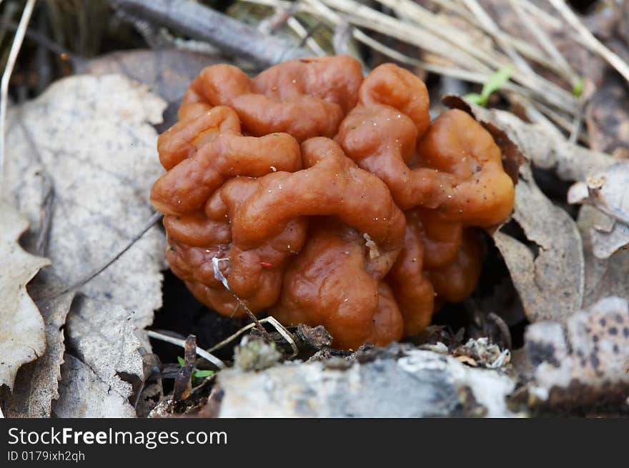 Gyromitra esculenta