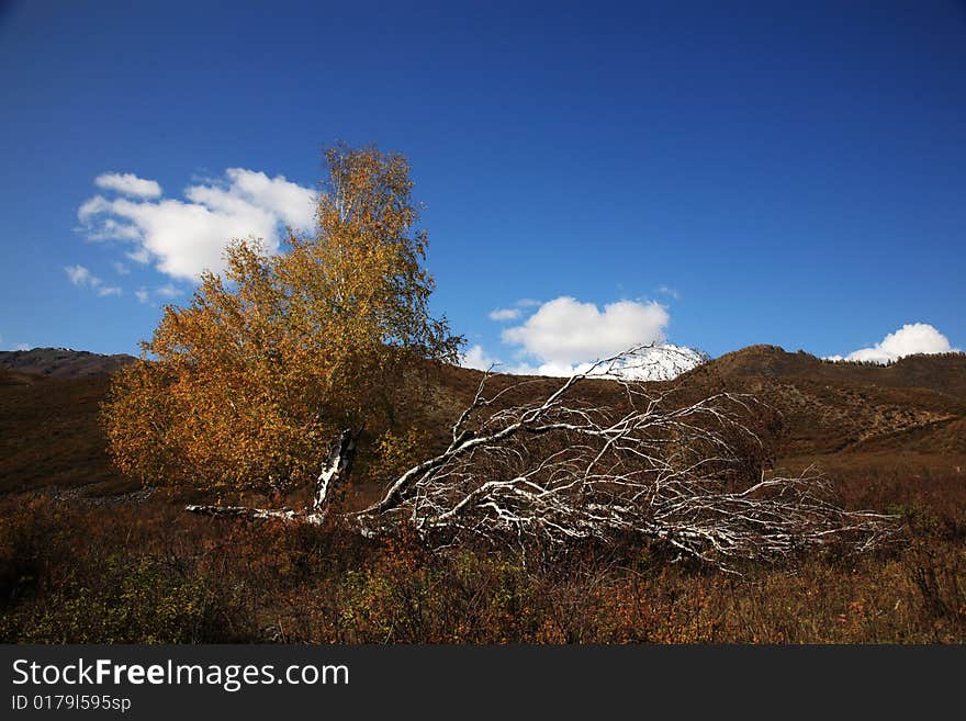 Single Tree