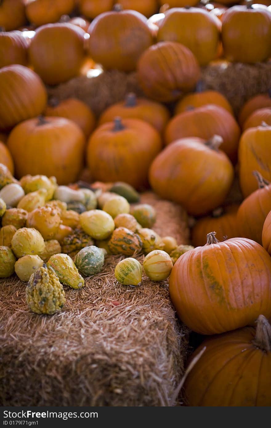 Many pumpkins line the pumpkin patch with big pumpkins and small pumpkins