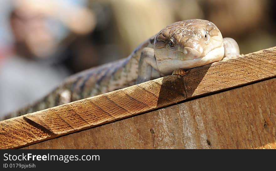 Blue Tongued Skink Basking in the Sunlight Eating Worms. Blue Tongued Skink Basking in the Sunlight Eating Worms