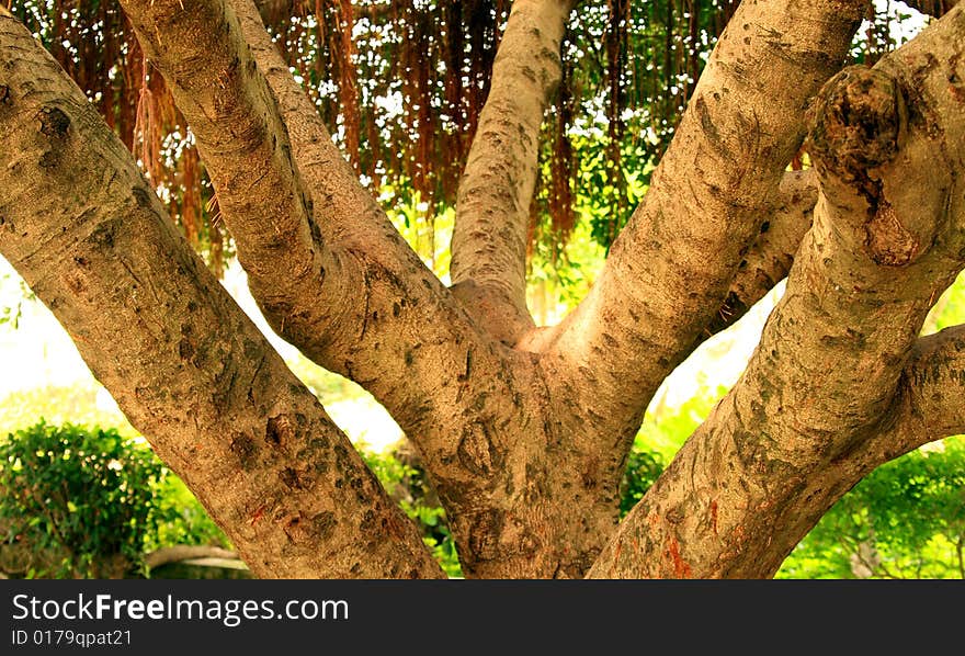 A strange trees in China.