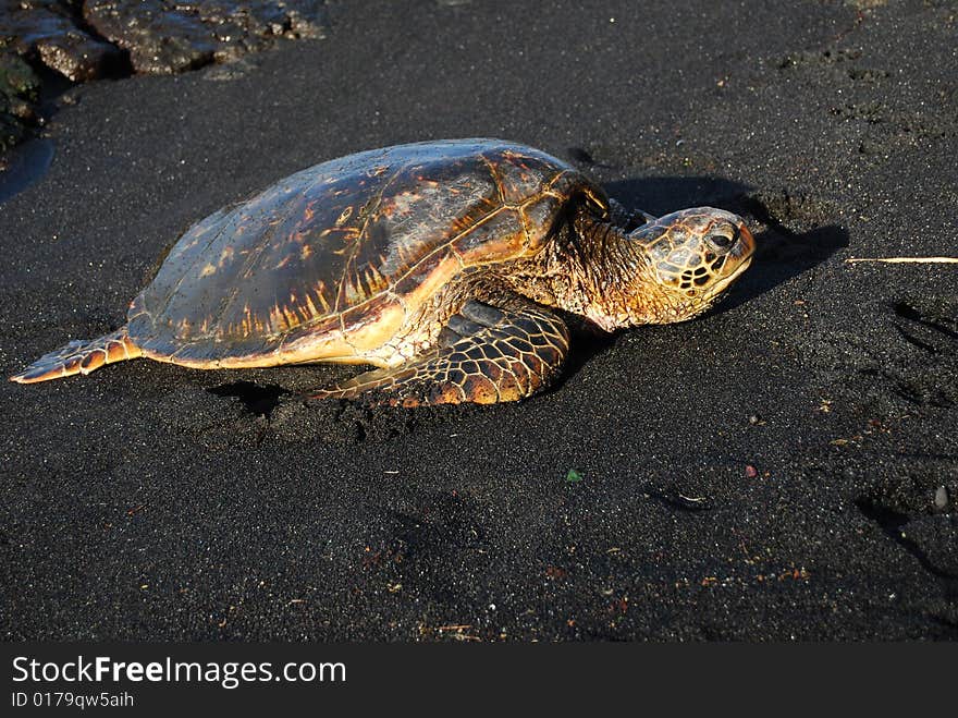 Hawkbill sea turtle found sunbathing on the Black Sand Beach in Punaluu', Hawaii.