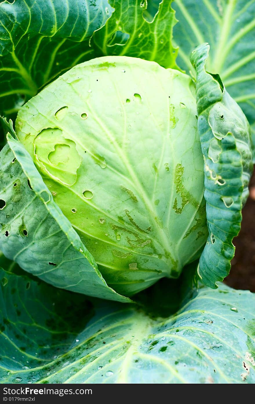 Cabbage with leaves growing in the garden close up