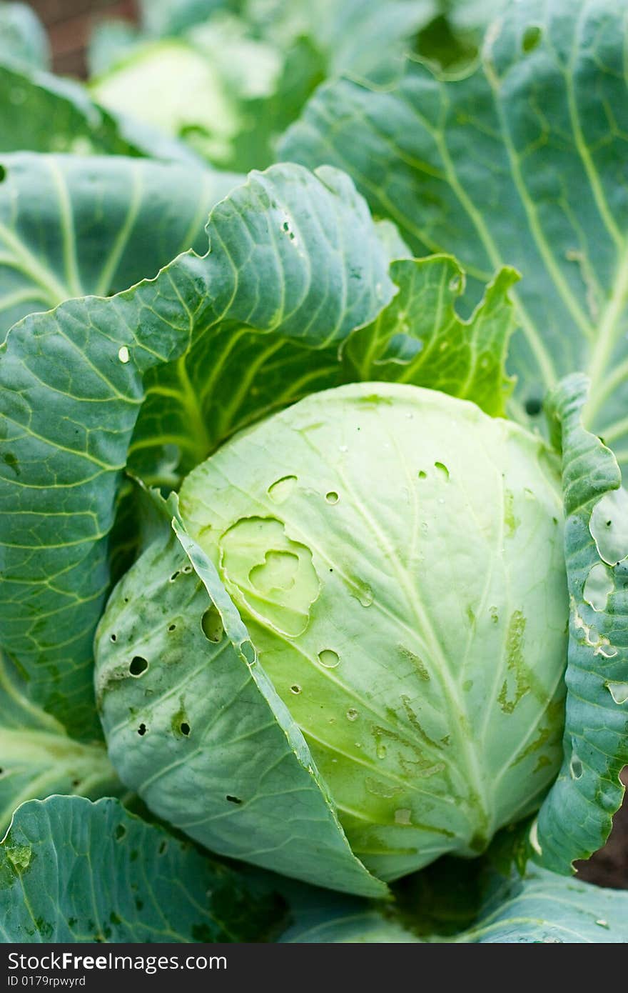 Cabbage with leaves growing in the garden close up