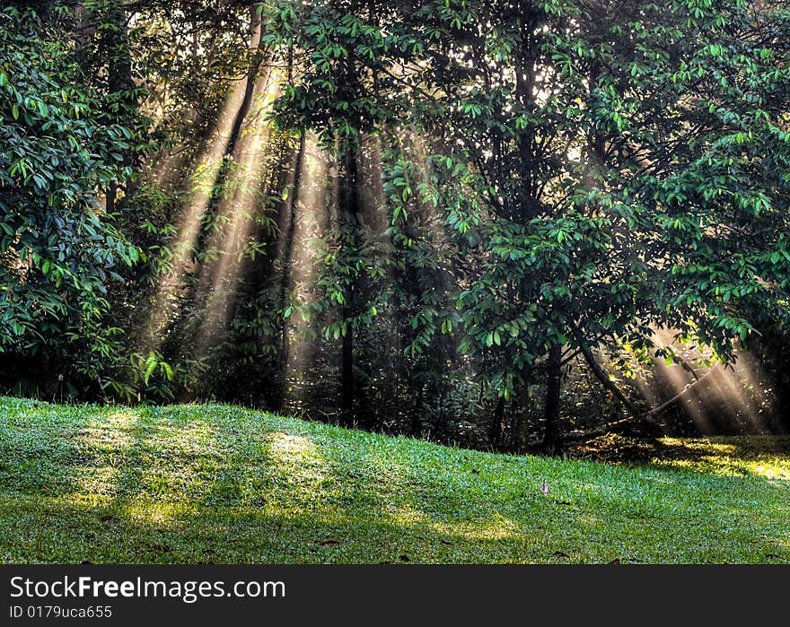 Sunbeams streaming through trees in an opening in the forest. Sunbeams streaming through trees in an opening in the forest