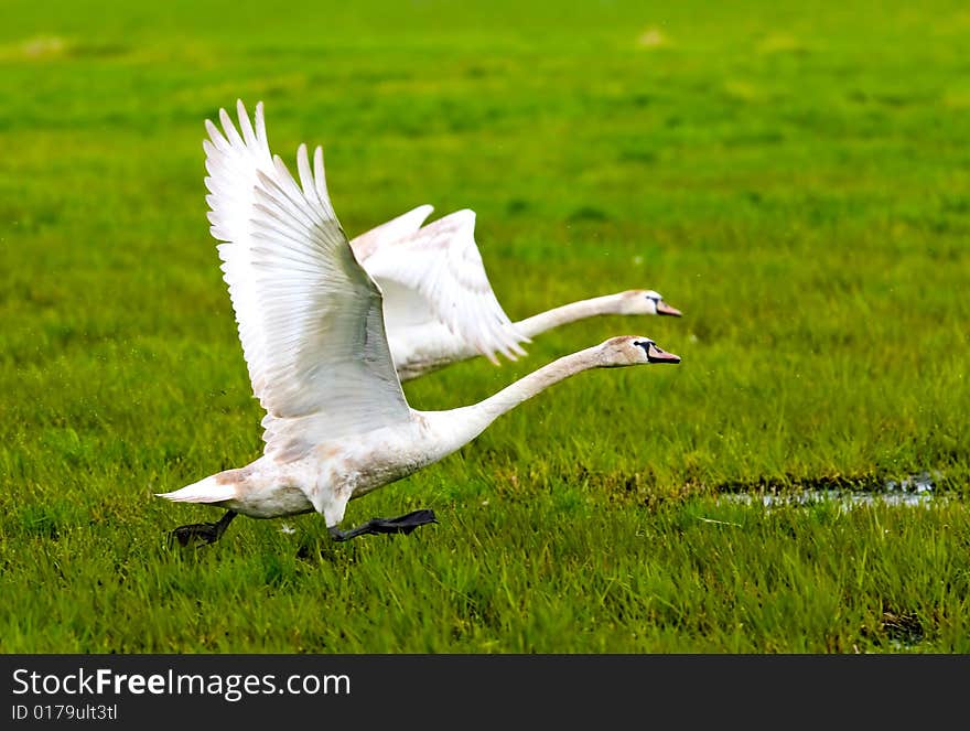 Photograph of the take-off of Swans