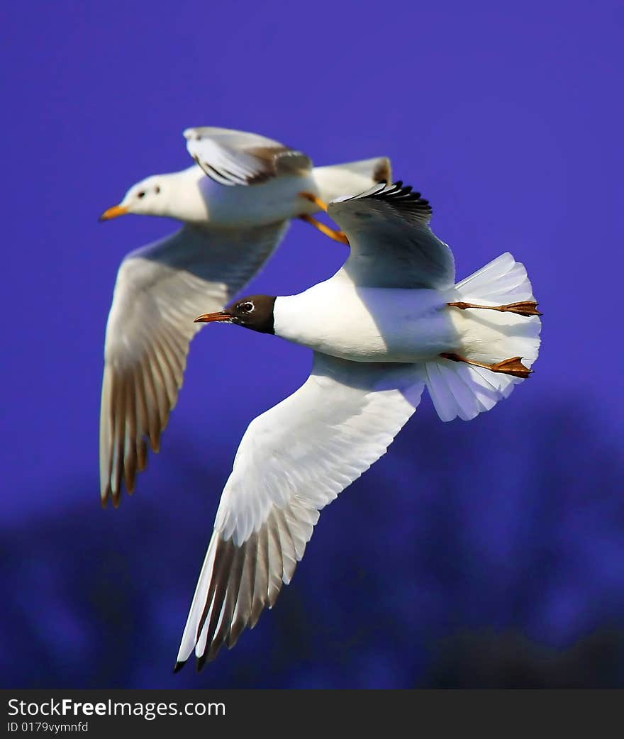 Photograph of the flying gulls. Photograph of the flying gulls