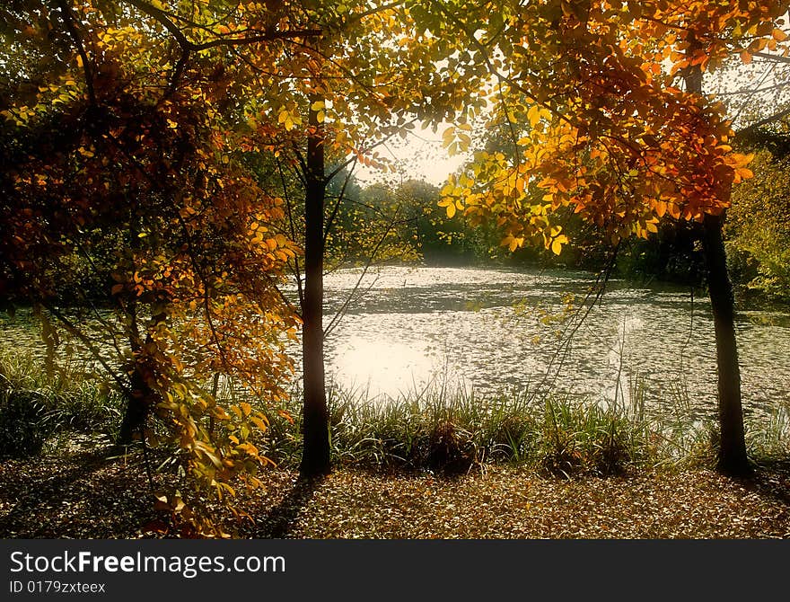 Forest and lake in autumn. Forest and lake in autumn