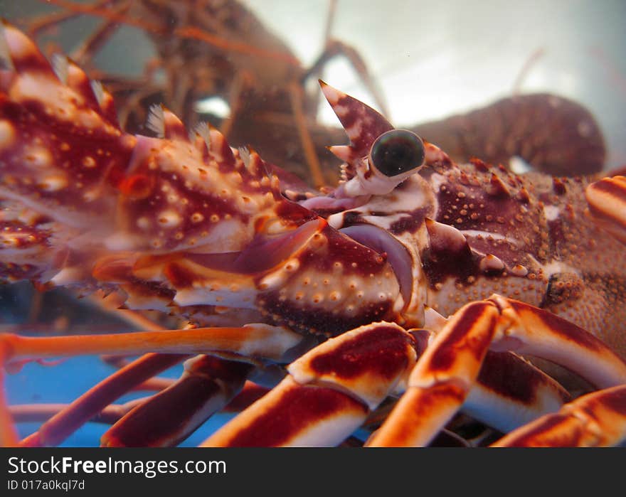 Closeup of captive lobsters. Nice sharp focus on eye and shell. Closeup of captive lobsters. Nice sharp focus on eye and shell.