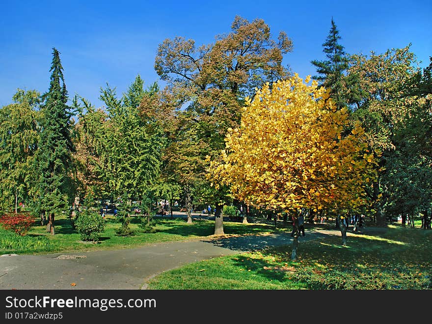 Yellow and green trees in par over blue sky. Yellow and green trees in par over blue sky