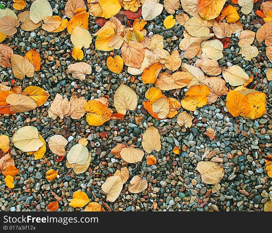 Autumn Wet Leaves Background Over Rocks