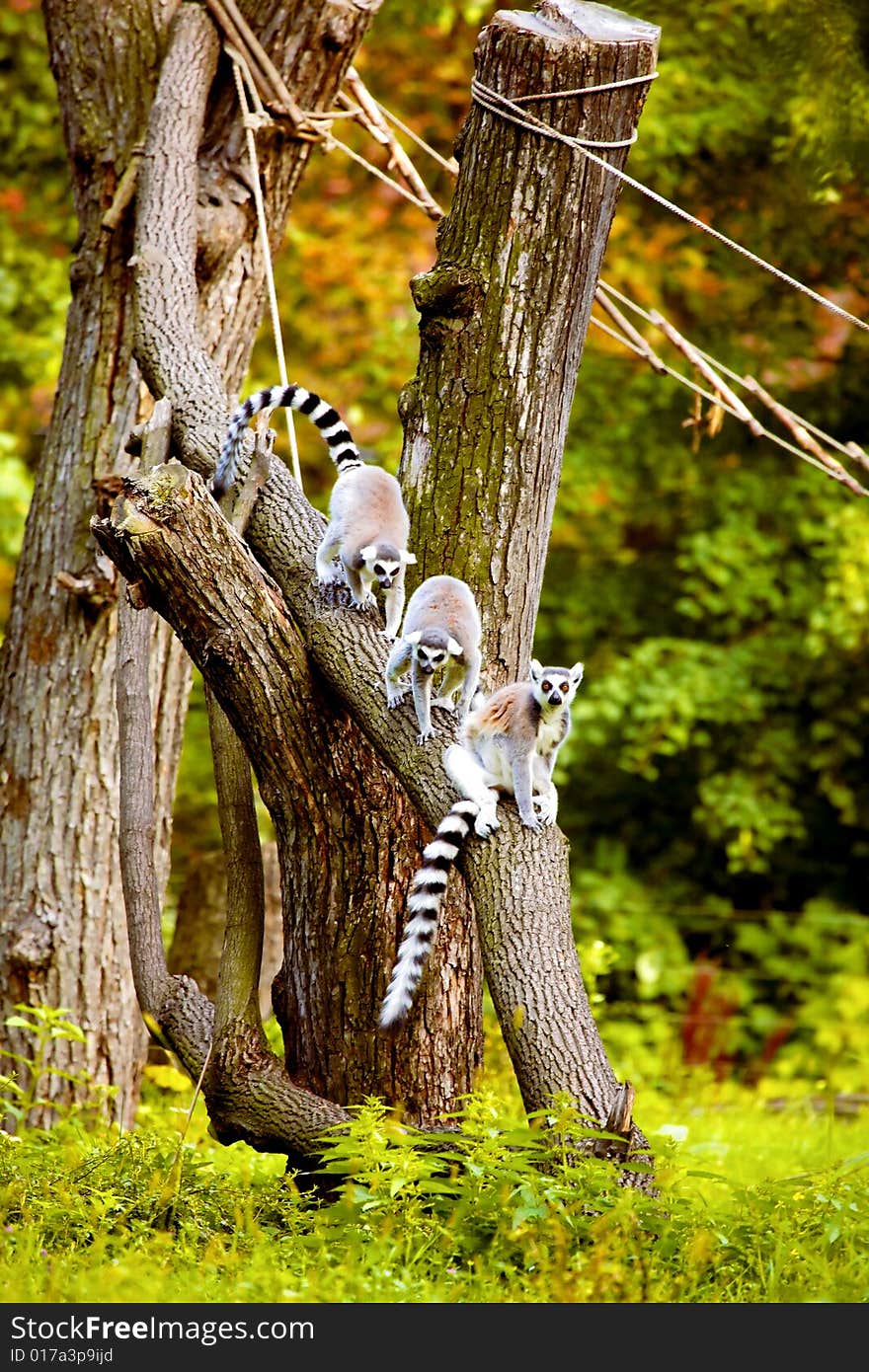 Lemurs Up The Tree