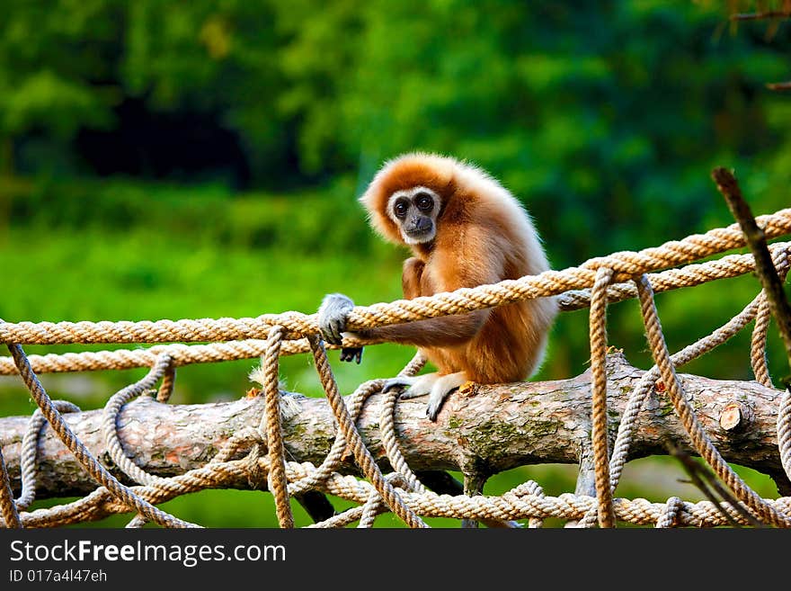 Gibbon