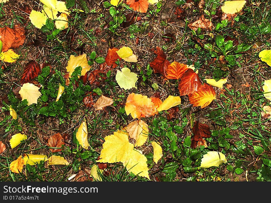 Autumn wet leaves background