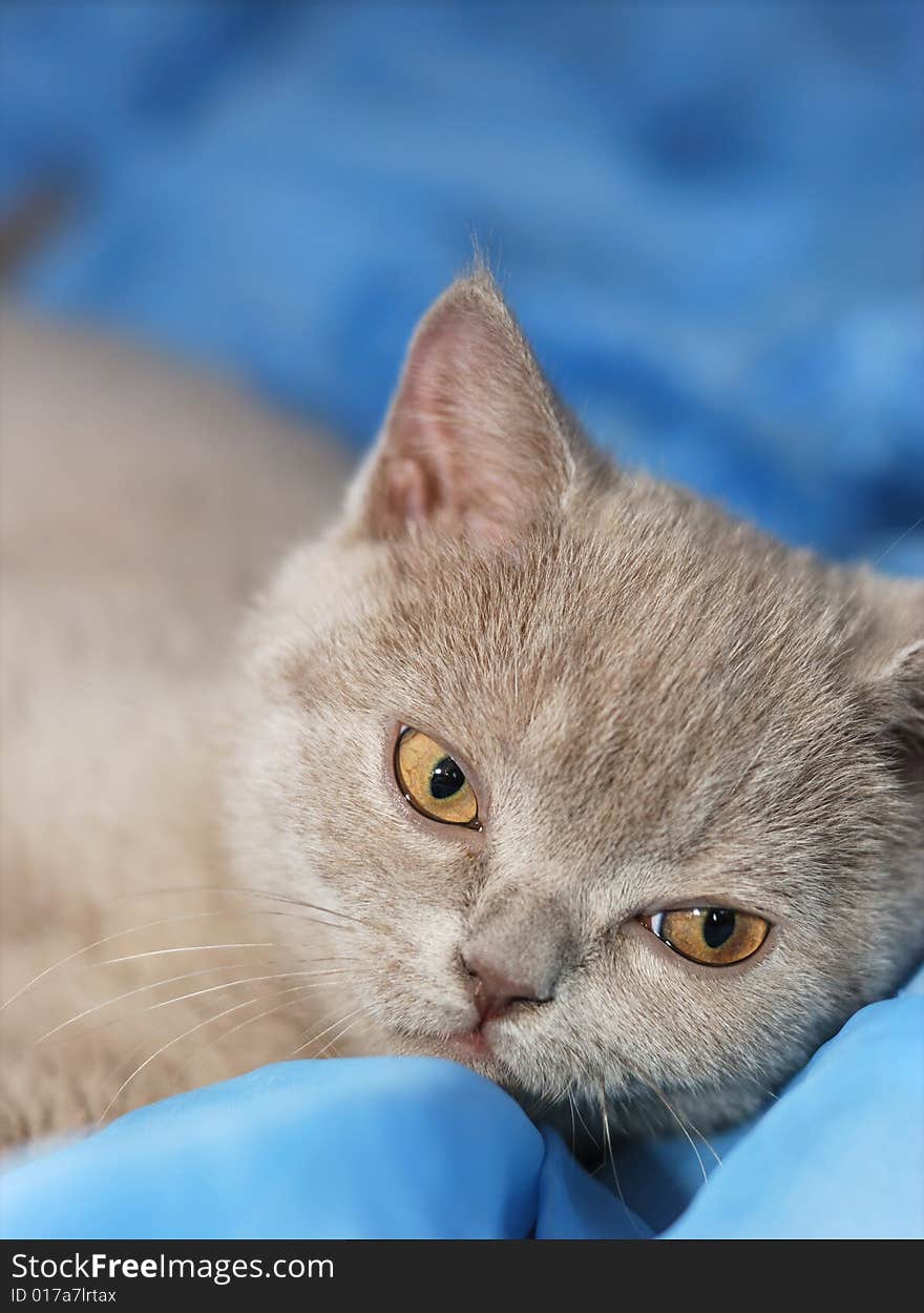 House cat of ashy color. British short-haired