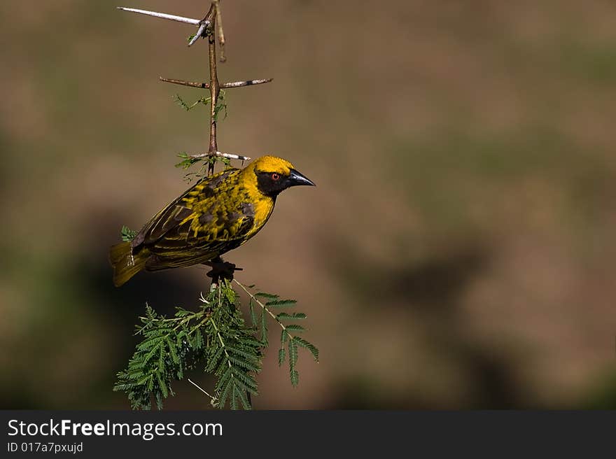 Village weaver on thorn tree