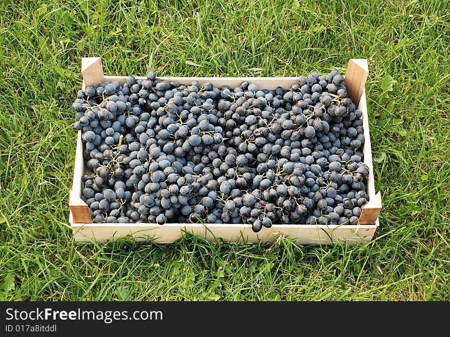 Blue grapes bunches in wooden box over green grass. Blue grapes bunches in wooden box over green grass