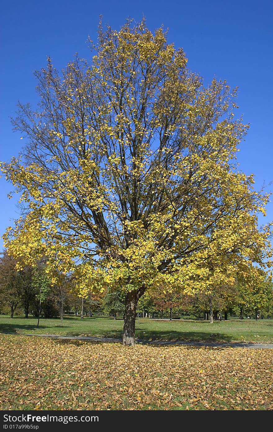 This image shows a tree in fall. This image shows a tree in fall