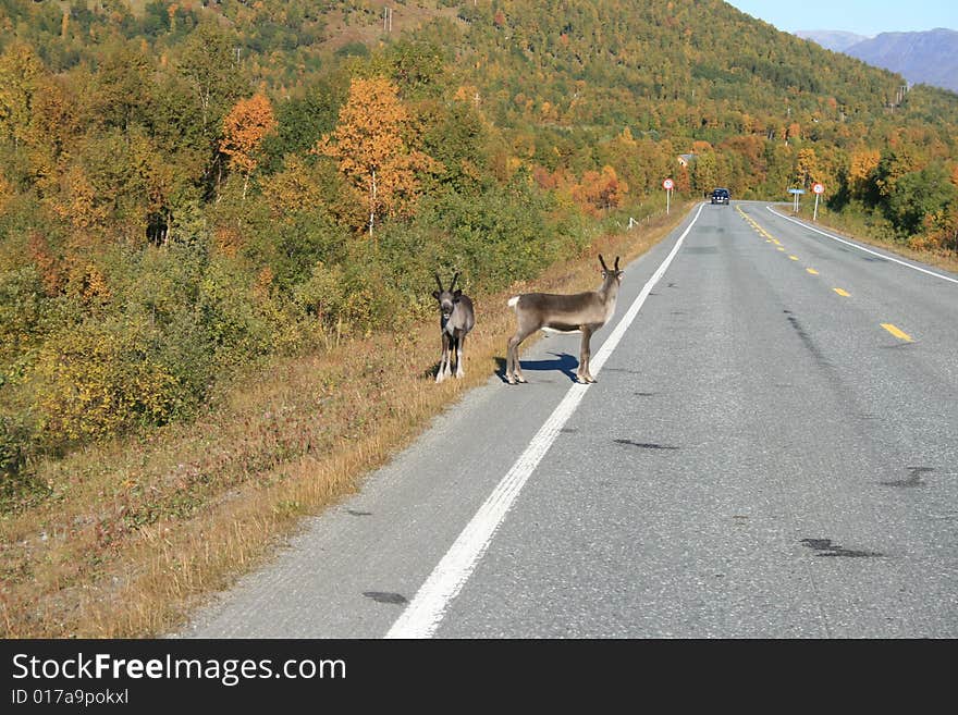 Reindeer cross the road