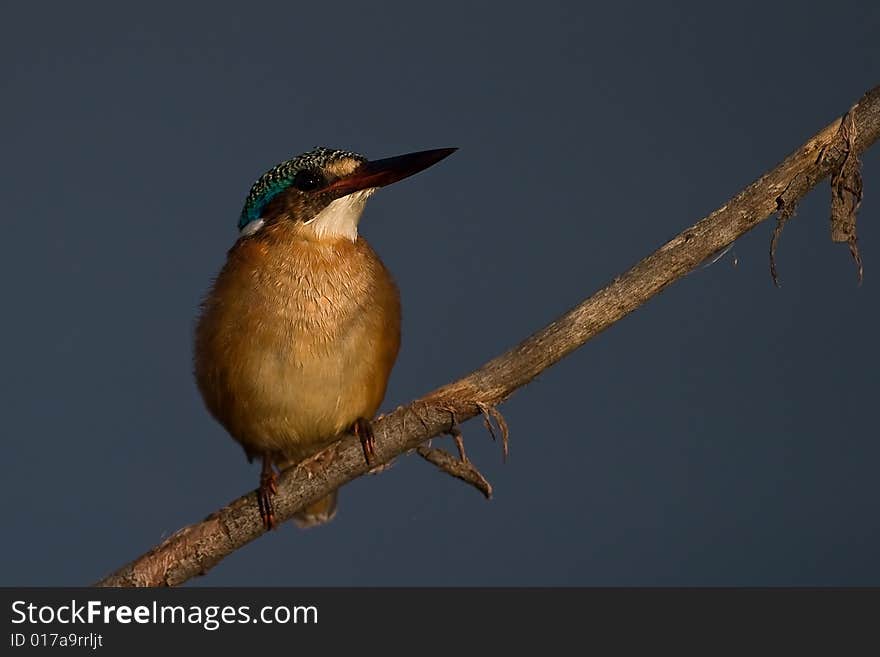 Malachite Kingfisher on twig with blue water background