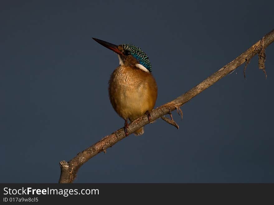 Malachite Kingfisher on twig