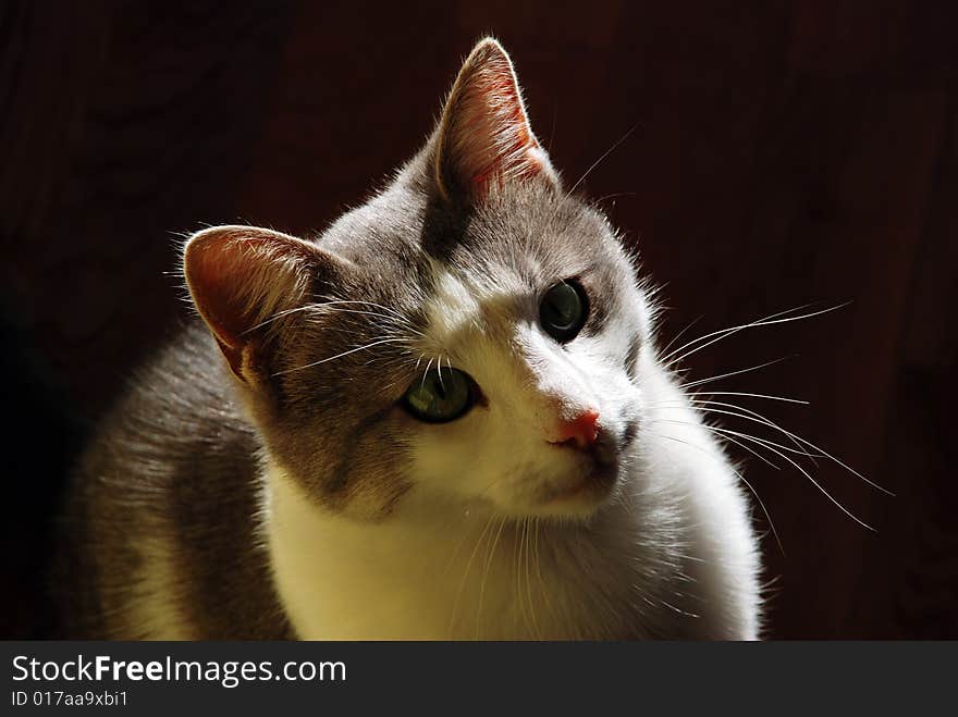 White and gray cat indoor over dark background. White and gray cat indoor over dark background