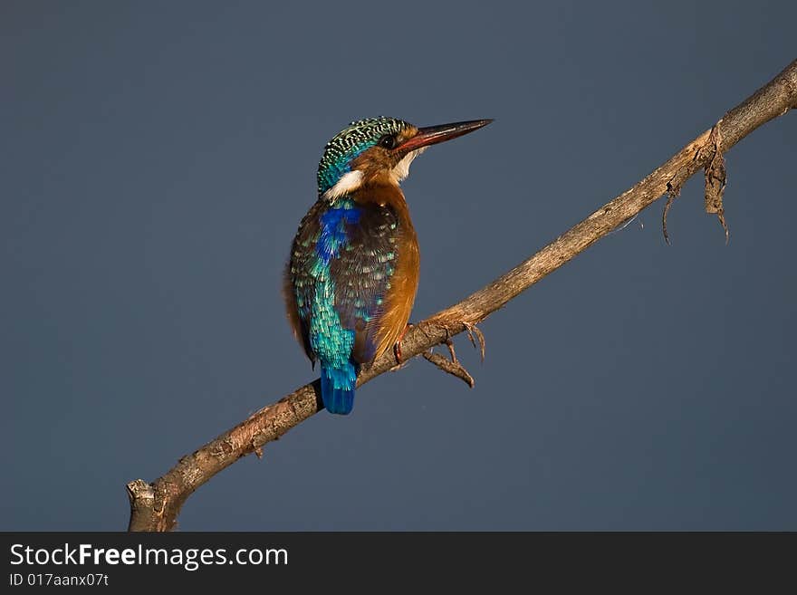 Malachite Kingfisher on twig