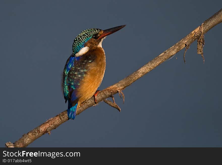 Malachite Kingfisher on twig with blue water background