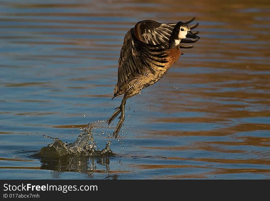 White faced Duck flying over water