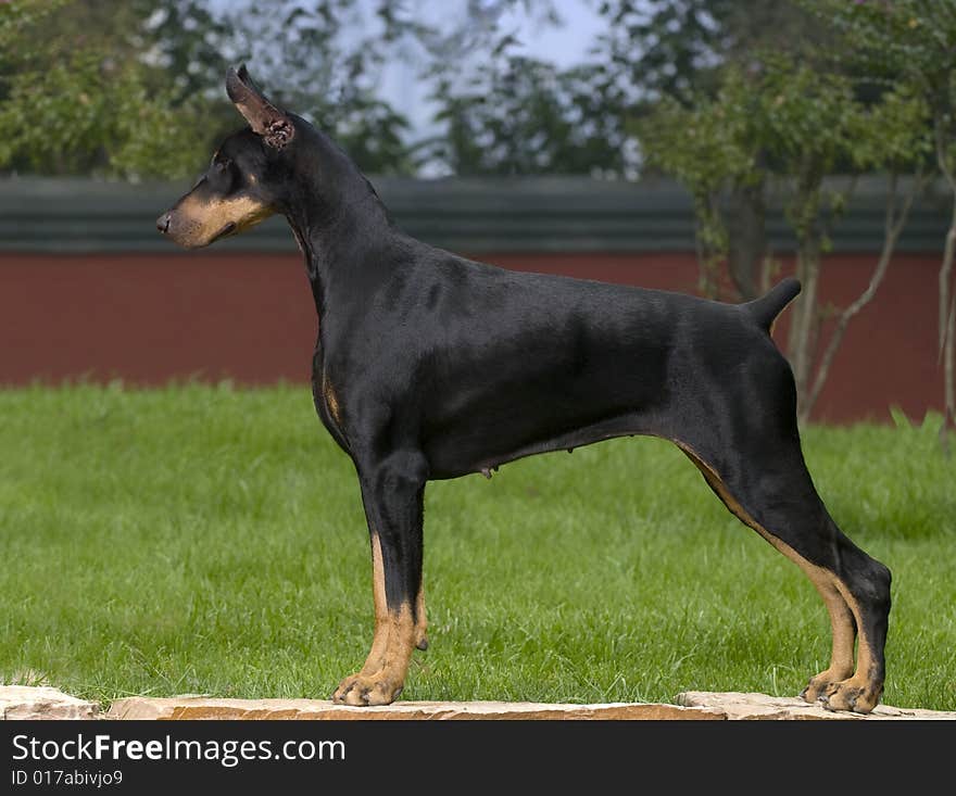 Doberman black work dog Germany brave keen earnest decisive cuts tail the lawn green to stand fierce sets up the ear four limbs to be tall and slender