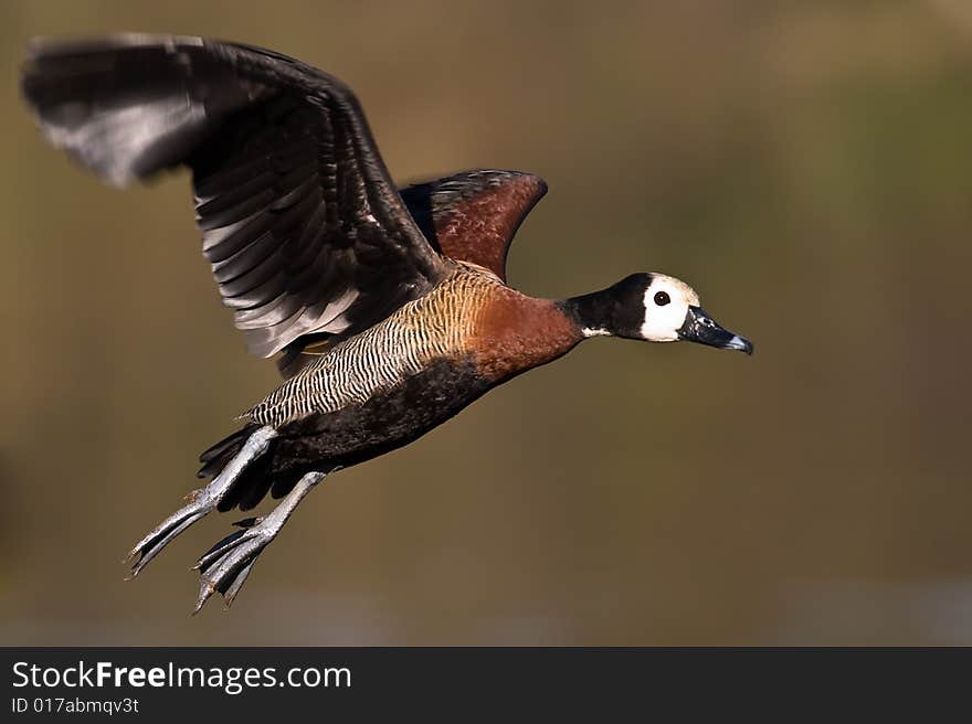 White faced Duck flying over water