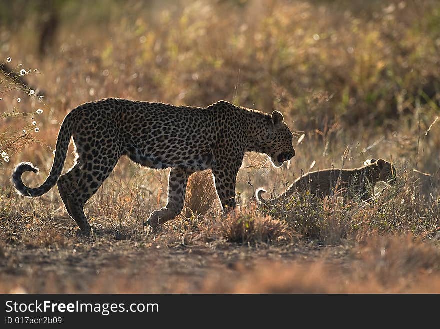 Leopard mother and cub during afternoon stroll through the african bush