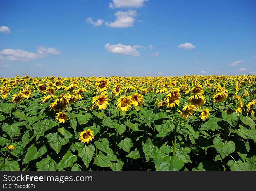 Closeup of a bright yellow sunflower