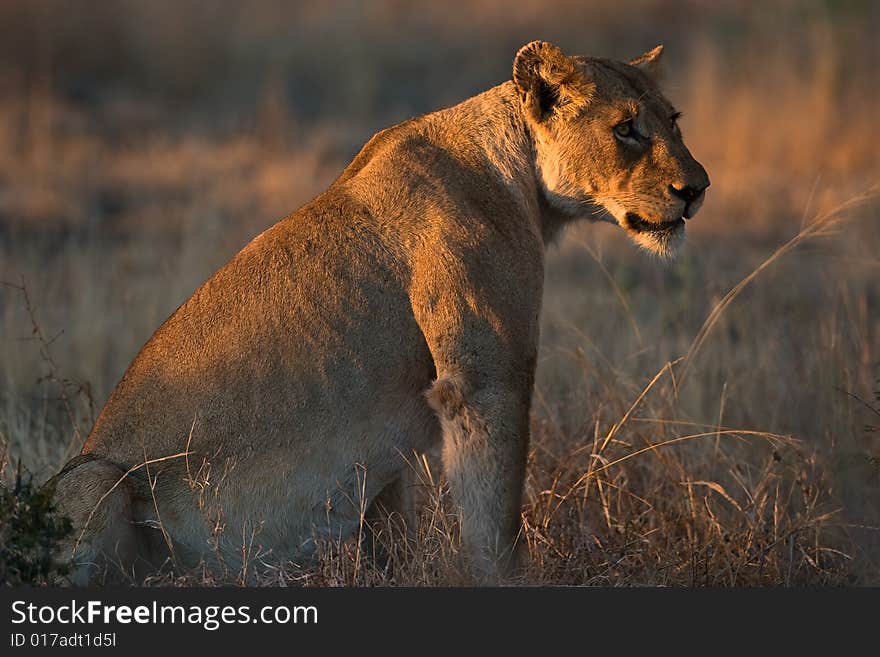 African Lioness sitting upright in early morning sunlight. African Lioness sitting upright in early morning sunlight