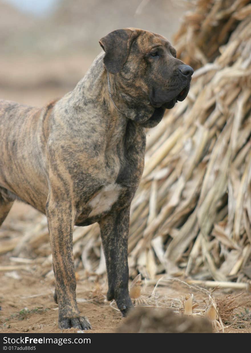 Brazilianmastiff