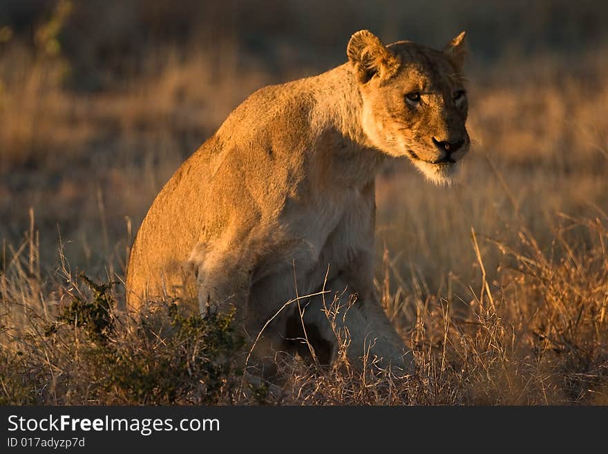 African Lioness sitting upright in early morning sunlight. African Lioness sitting upright in early morning sunlight