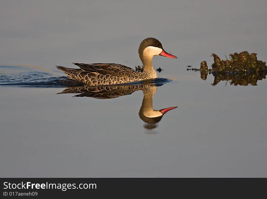 Red-billed Teal