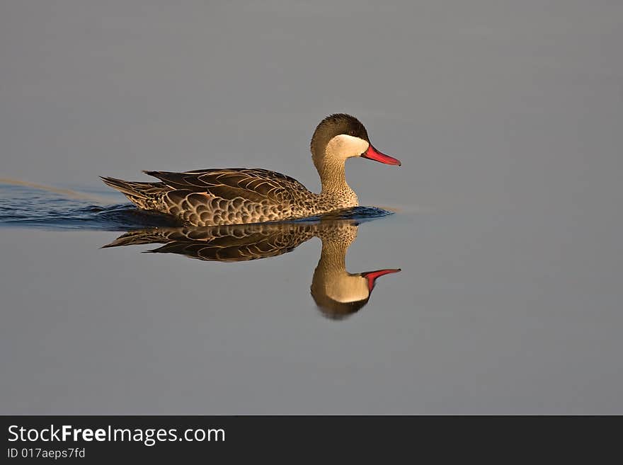 Red-billed Teal