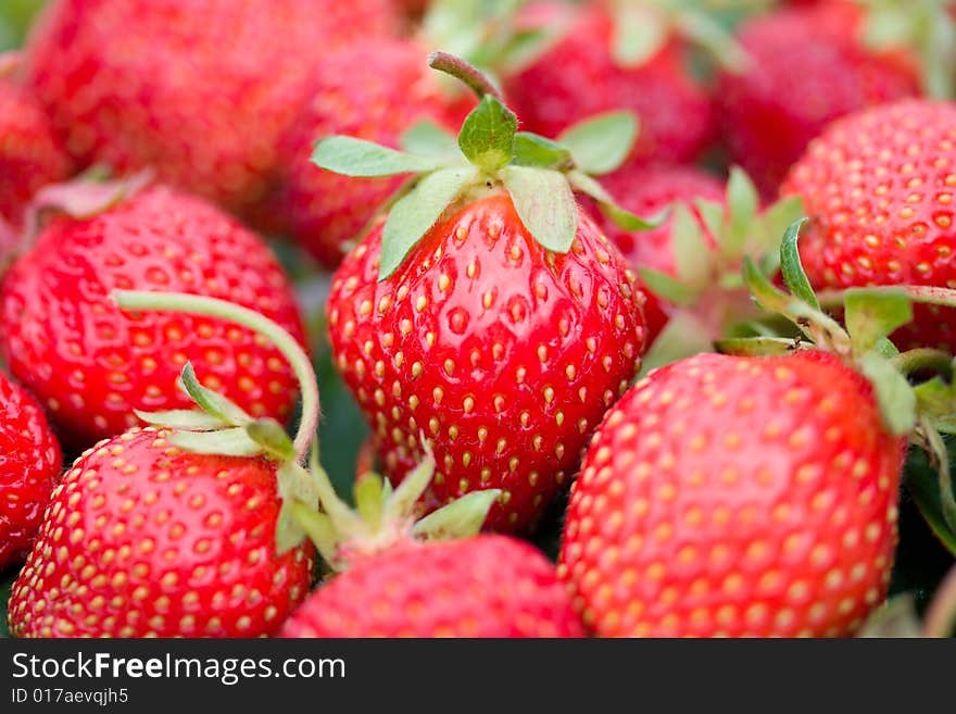 Red ripe strawberries with shalow depth of view