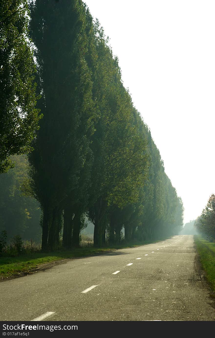 Empty road with trees on outskirts