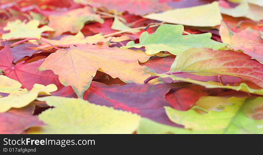 Autumn background isolated on white background