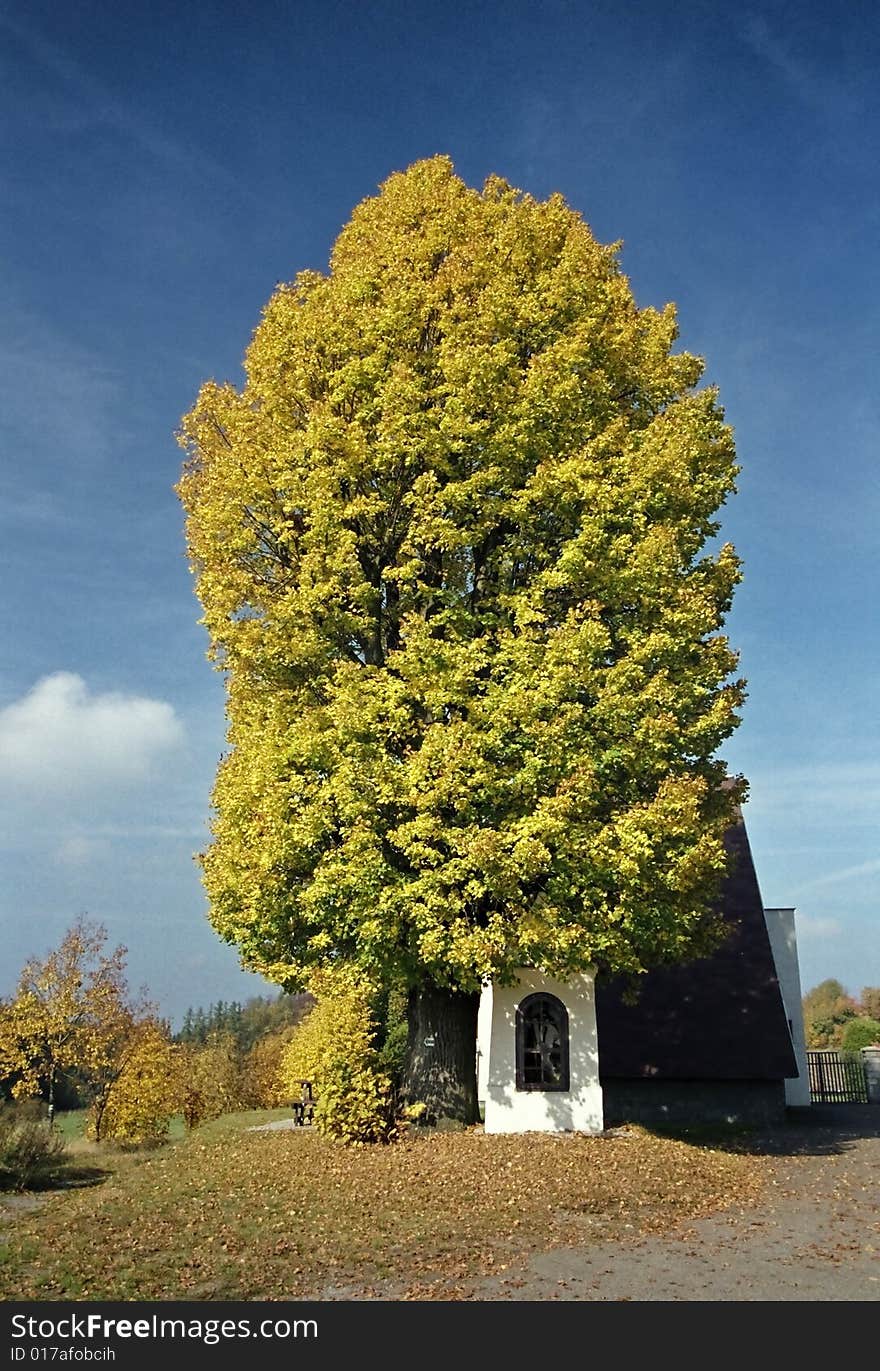 Chapel under the high autumnal color tree. Chapel under the high autumnal color tree