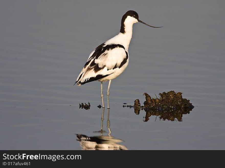 Pied Avocet standing in shallow water at Marivale catchment area