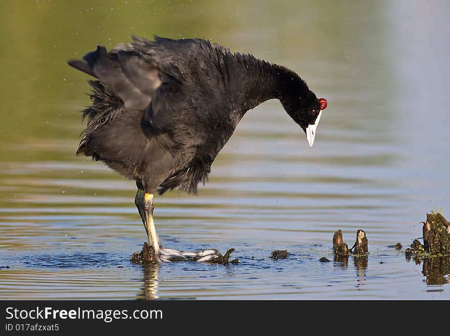 Common Moorhen shaking dry in shallow water