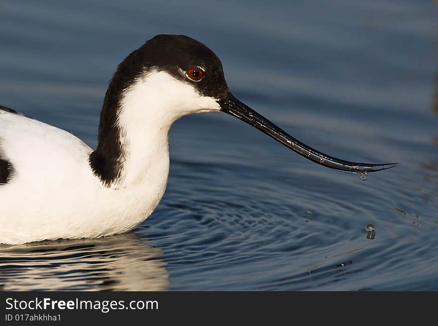 Closeup of a Pied Avocet wading in shallow water