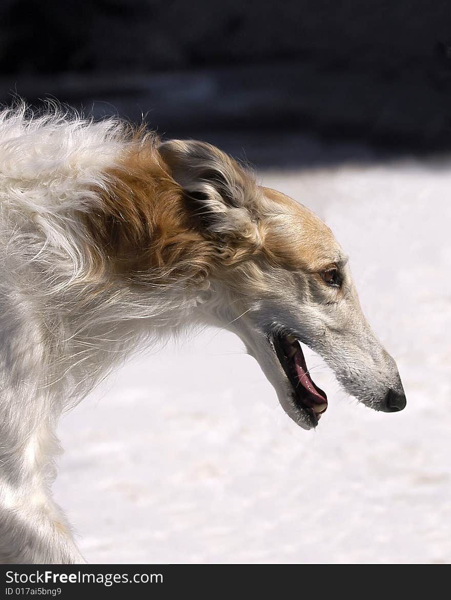 Borzoi