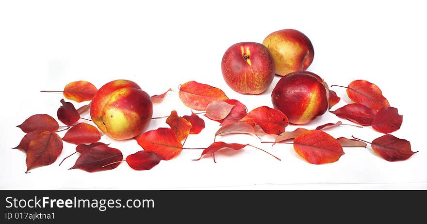 Fruts And Leaves