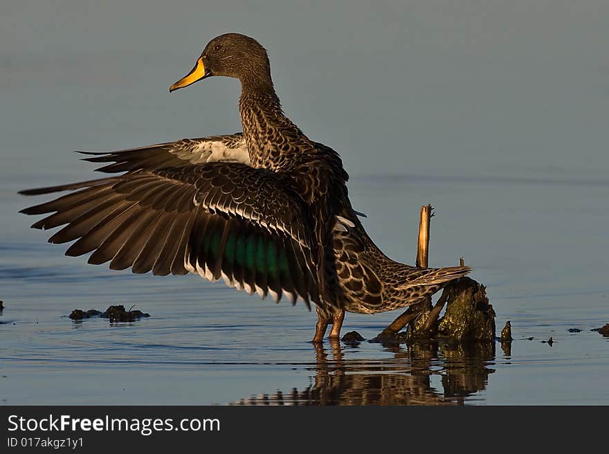 Yellow billed Duck stretching wings in shallow water