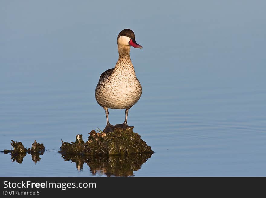 Red-billed Teal